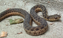 spotted phase eastern garter