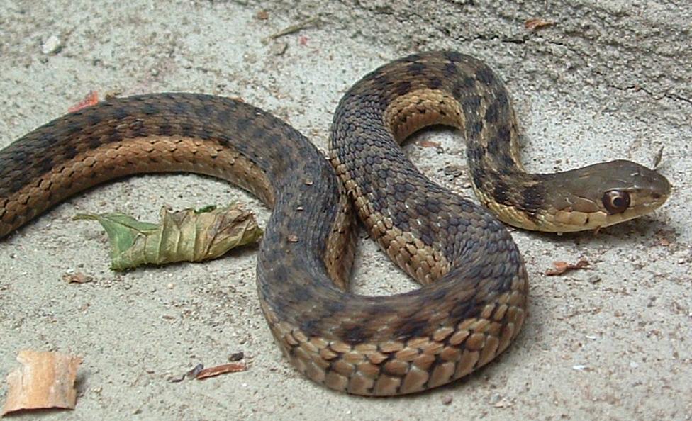 spotted phase eastern garter