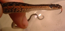 Eastern garter - red sided