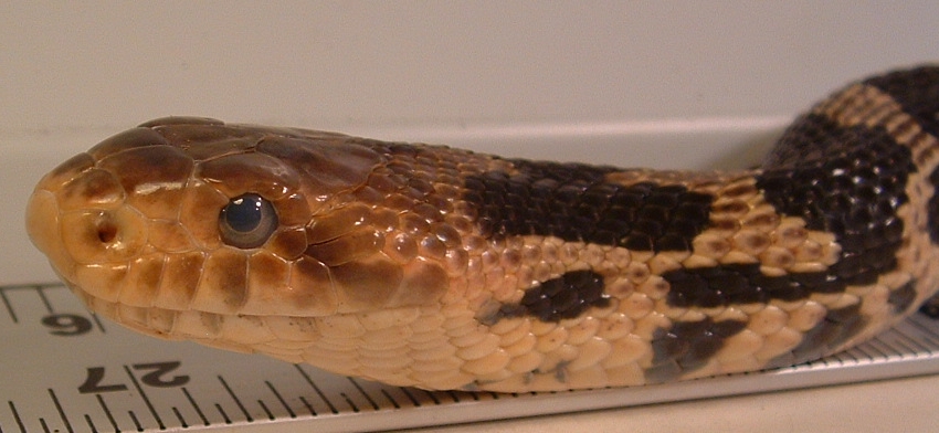 Gloydi headshot