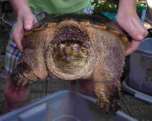 new snapper