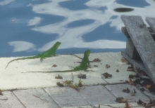 Baby Wild Iguanas