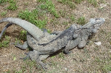 Small male Big Female = trouble