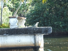 King of the Canal