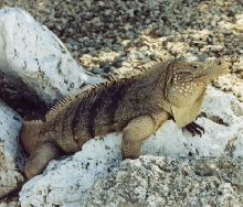 Cayman Iguana