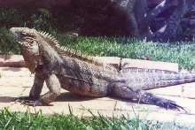 Cuban Iguana