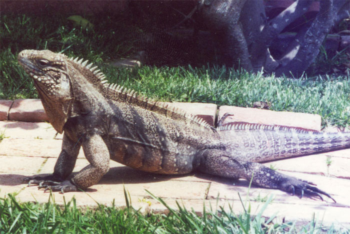Cuban Iguana