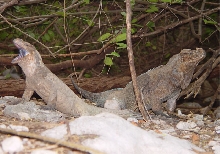 rhino Iguanas