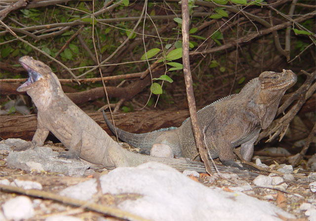 rhino Iguanas
