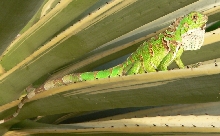 Juvenile Iguana