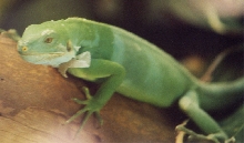 Island Iguana