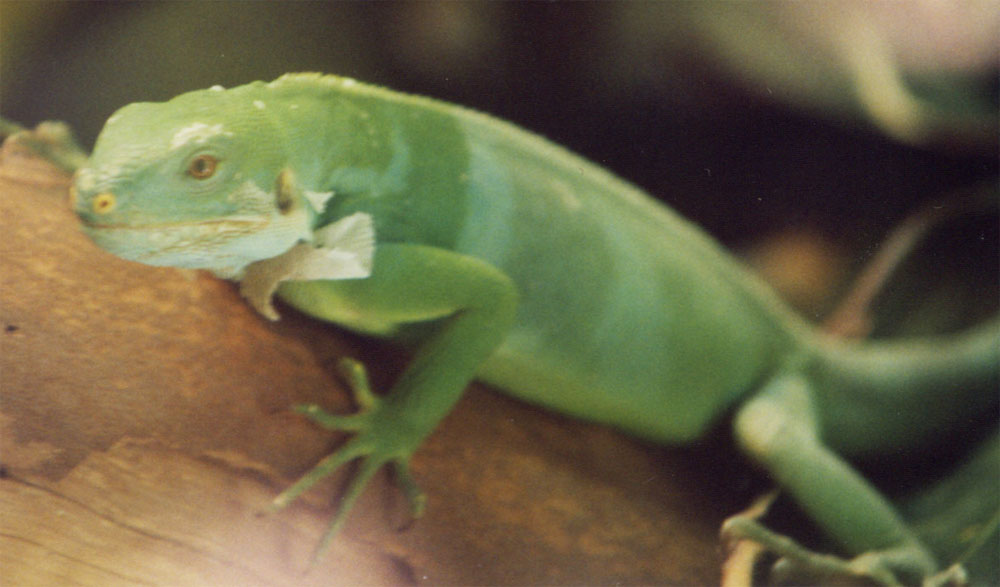 Island Iguana