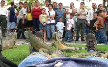 Look at the American Feeding the Iguanas