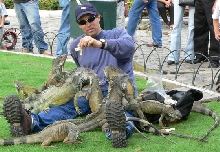 Iguana Nirvana