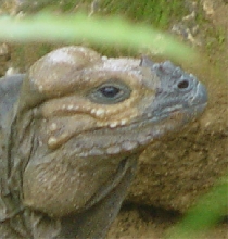 Dominican Rhino
