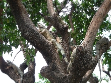 Iguana Condo