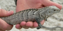 Juvenile