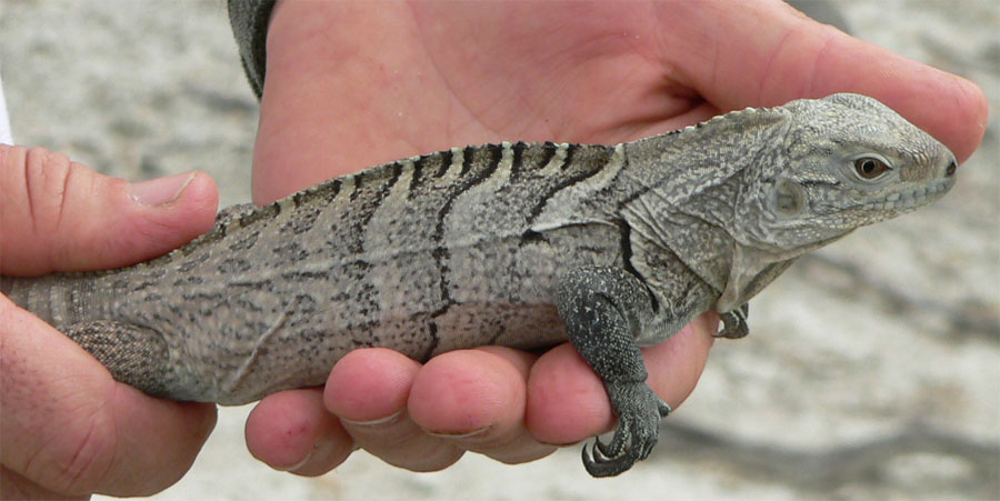 Juvenile
