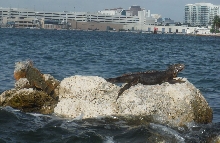 Fort Lauderdale Harbor