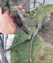 Multi- Tailed Lizard