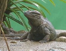 Vegetarian Monitor