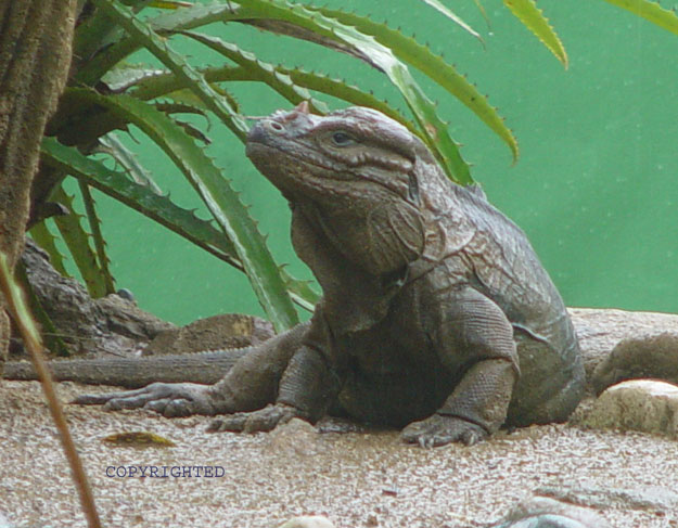 Vegetarian Monitor
