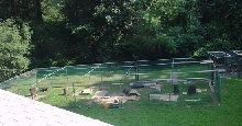 Iguana Sanctuary in the Making