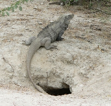 Ricord by a hole
