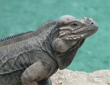 Rhino Iguana in the Dominican Republic