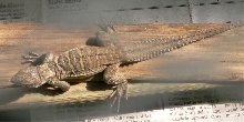 Baby Ricord Iguana