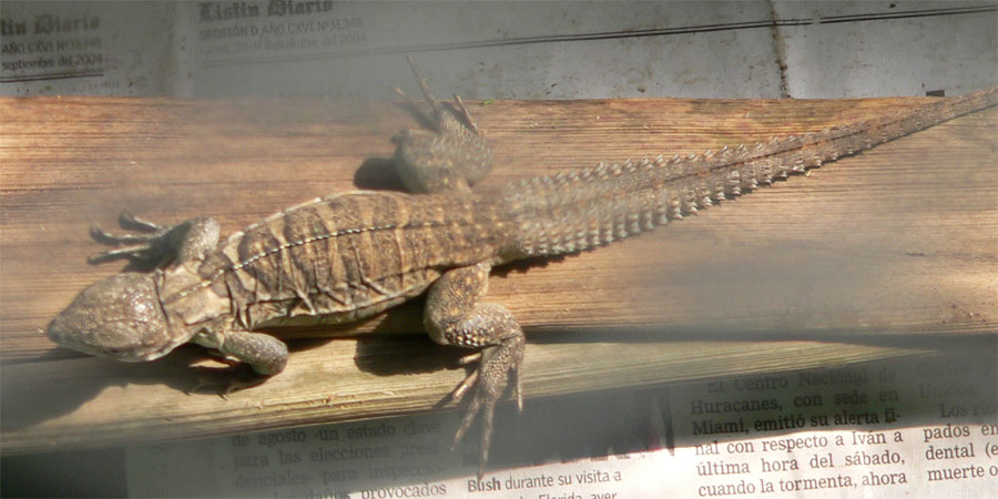Baby Ricord Iguana