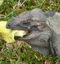 Dominican Rhino
