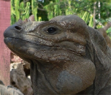 Dominican Rhino Iguana