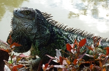 Iguana Iguana
