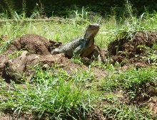 Nesting Female