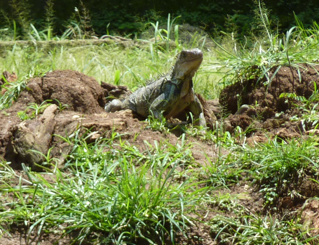 Nesting Female