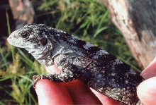 Juvenile C.Bakeri