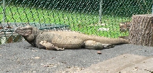 Lounge Lizard