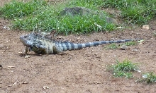 Iguana Iguana