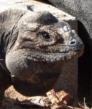 Multihorned Rhino Iguana