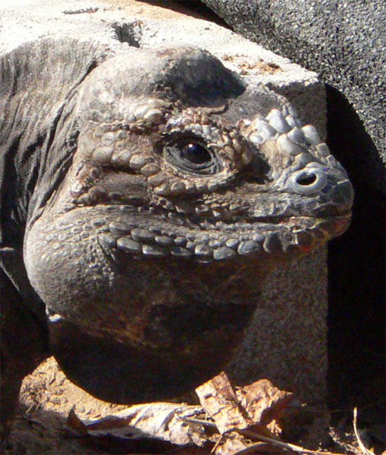 Multihorned Rhino Iguana