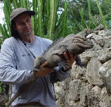 Large Male Rhino Iguana