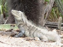 Ricord Iguana