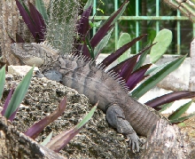 Male Ricord