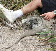 Tame Ricord
