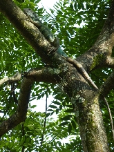 Iguana Verde en el arbol