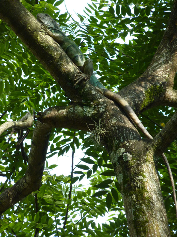 Iguana Verde en el arbol