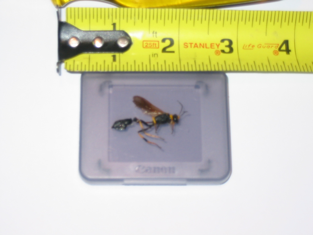 Wasp(Mud Dauber??)