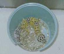 Golden Hypo