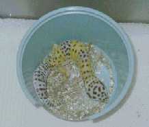 Golden Hypo
